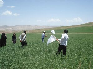  پایش اراضی و مزارع گندم برای مقابله با آفت سن در استان زنجان
