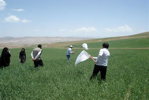  پایش اراضی و مزارع گندم برای مقابله با آفت سن در استان زنجان