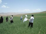  پایش اراضی و مزارع گندم برای مقابله با آفت سن در استان زنجان
