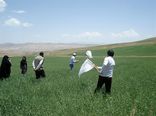  پایش اراضی و مزارع گندم برای مقابله با آفت سن در استان زنجان