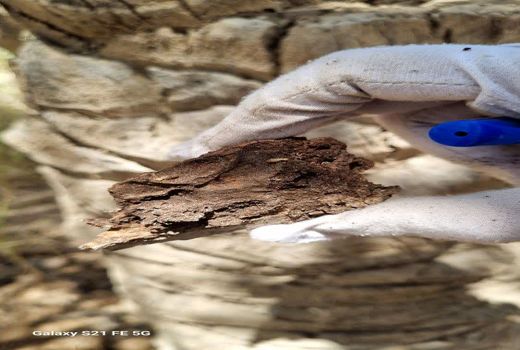 ردیابی مشاهده‌ای سوسک سرخرطومی حنیی در آبادان