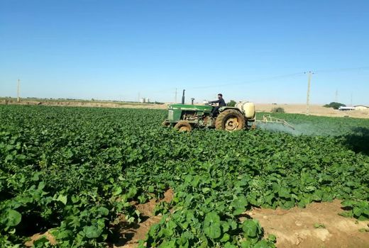 آغاز مبارزه شیمیایی در مزارع کلزای شهرستان دهلران