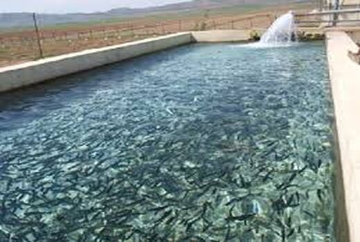 نظارت مستمر کارشناسان دامپزشکی خراسان شمالی بر مزارع پرورش آبزیان