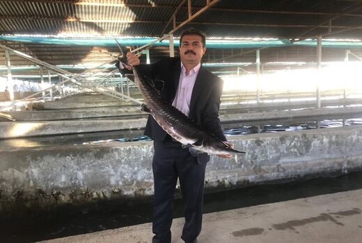 پرورش ماهی ملوسجان نمونه ملی شد