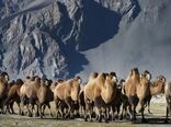 تلاش برای احیای جمعیت شتر دوکوهانه در قالب پروژه مشترک با فائو