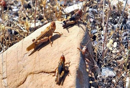 مبارزه با ملخ یکی از ارکان تشکیل سازمان حفظ نباتات