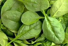 تولید ۱۲ تن اسفناج بذری در مزارع کشاورزی شهرستان البرز