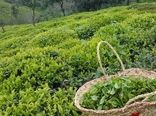 خرید تضمینی بیش از 140 هزار تن  چای تا پایان مهر ماه سال جاری