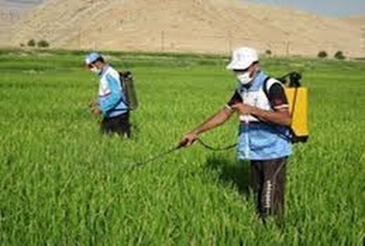 کانون‌های زمستانگذران ملخ‌ها در شهرستان ری پایش می‌شود