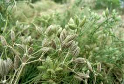 رونق تولید با اهلی کردن زیره