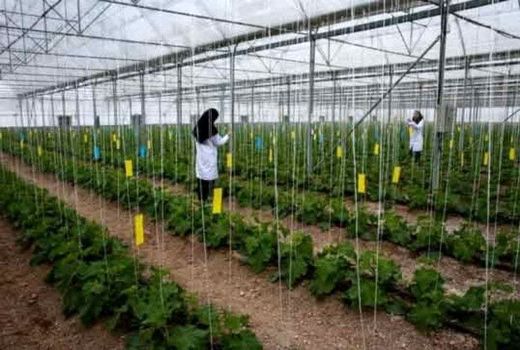 پرداخت بیش از ۱۲۷ میلیارد تومان تسهیلات به کشاورزان قزوینی