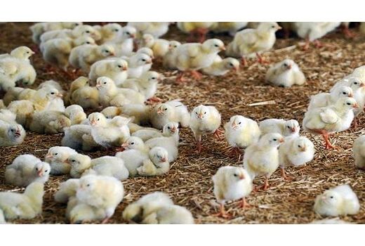 جوجه ریزی 6 میلیون قطعه‌ای در ساری