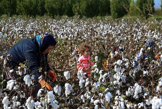 «مدیریت آتش‌نشانی» پنبه را به آتش کشید