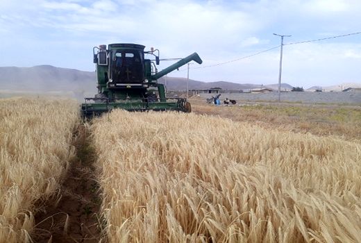 آغاز برداشت محصولات شتوی در سرچهان 