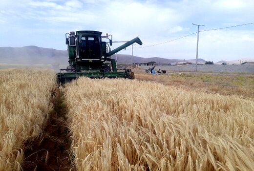 آغاز برداشت محصولات شتوی در سرچهان 