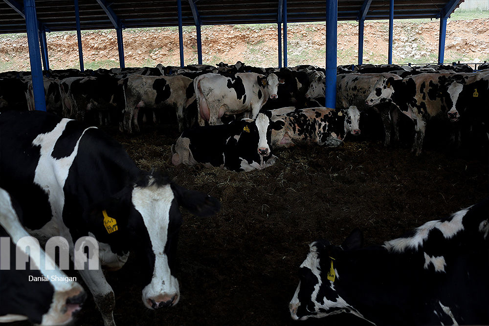 گاوداری هزار راسی ایلام