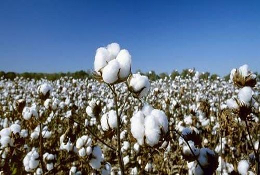 فارس همچنان در صدر تولید پنبه کشور