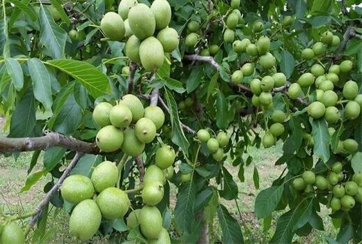 اجرای طرح سرشاخه‌کاری در باغات گردو اسدآباد