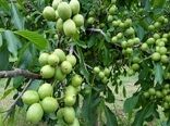 اجرای طرح سرشاخه‌کاری در باغات گردو اسدآباد