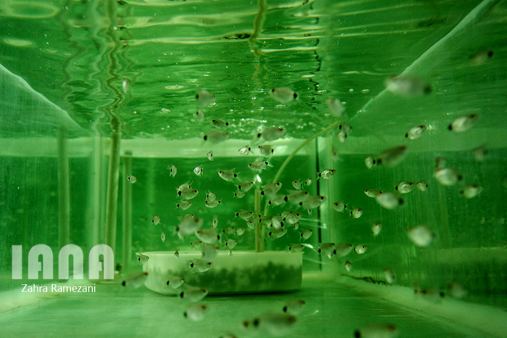 پرورش ماهی های زینتی صادراتی