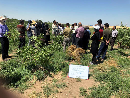 برگزاری دوره مهارتی ارتقاء سطح مهارت بهره برداران در خصوص پیوند درختان پسته در شهرستان بناب