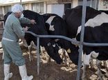 هشدار در مورد بیماری تب سه روزه در گاو