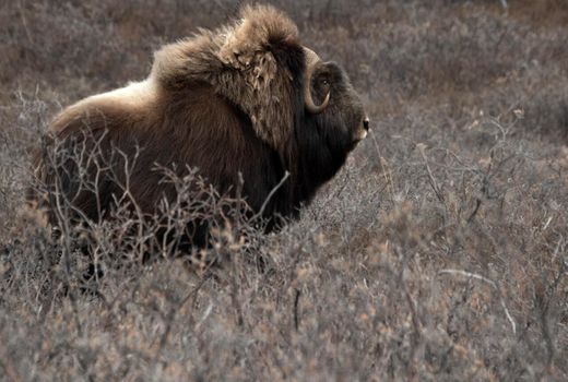 یک تحقیق: برخی از چهارپایان قطب شمال تلفات تنوع زیستی را کاهش می‌دهند