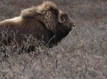 یک تحقیق: برخی از چهارپایان قطب شمال تلفات تنوع زیستی را کاهش می‌دهند