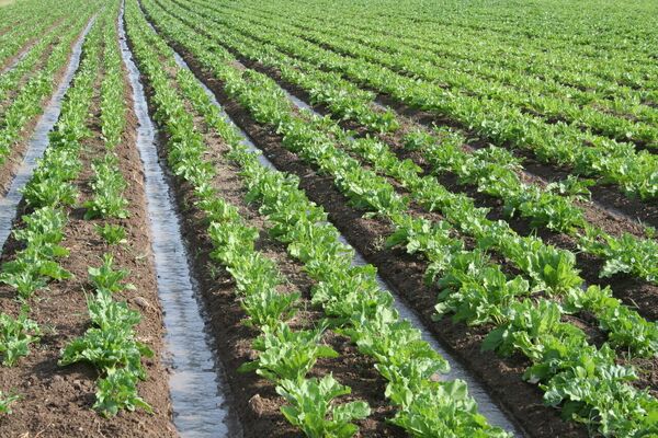 مدیریت منابع آبی مستلزم اصلاح الگوی کشت است