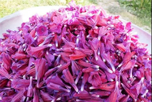 برداشت ۶۰ درصد محصول گل گاو زبان رودسر