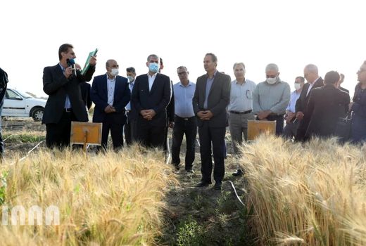 بازدید وزیر جهاد کشاورزی از مزارع تحقیقاتی گندم و‌ جو 