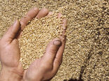 خرید بیش از 581 هزار تن گندم، جو و کلزای کشاورزان همدان