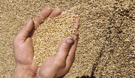 خرید بیش از 581 هزار تن گندم، جو و کلزای کشاورزان همدان