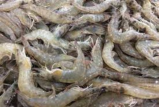 ممنوعیت صید میگوی ببری در صیدگاه بحرکان