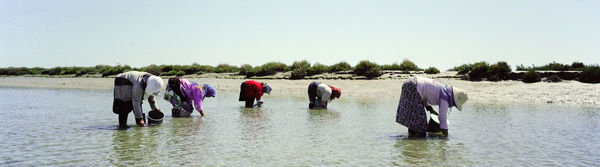 کلید امنیت غذایی در 20 سال آینده افزایش بهره‌وری دامداری، شیلات و محصولات جنگلی/ انتشار جهانی گازها از 0.4 در 1990 به یک گیگاتن در 2015 افزایش یافته است