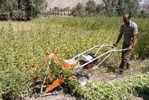 برداشت کنجد از مزارع قیروکارزین ادامه دارد 