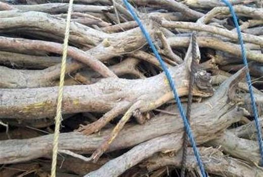 قطع شبانه تاغ در شاهرود؛ متخلفان دستگیر شدند