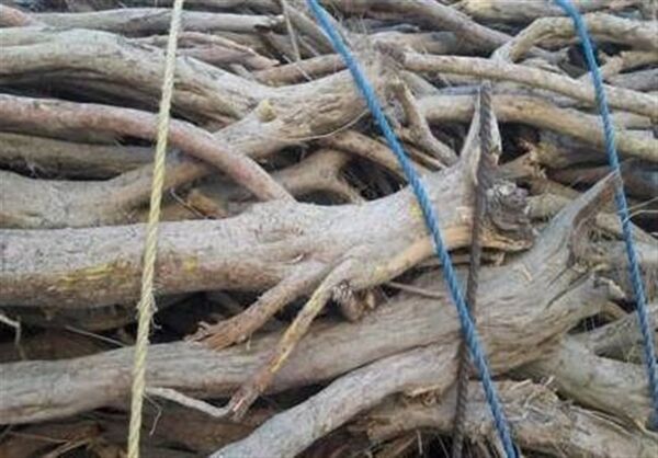 تاغ‌زارهای استان سمنان گرفتار طمع سودجویان