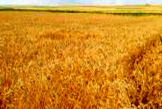 آغاز برداشت خوشه‌های طلایی گندم در آرادان