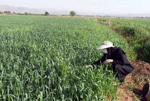 نرم گیری سن غلات در مزارع شهرستان مرند