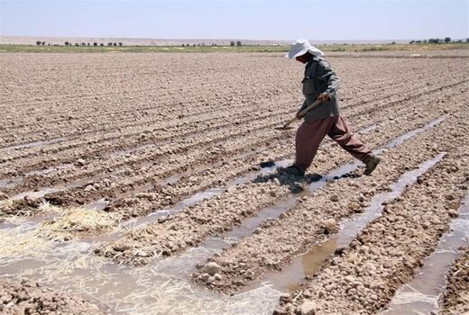  حلقه مفقوده در کشاورزی ایران ضمانت اجرایی یافته‌های تحقیقاتی است