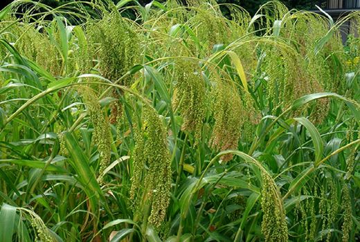 آغاز برداشت ارزن در شهرستان بشرویه