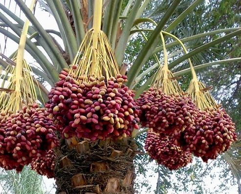 آغاز عملیات گرده افشانی نخیلات در بشاگرد / افزایش 10 درصدی تولید خرما نسبت به سال گذشته