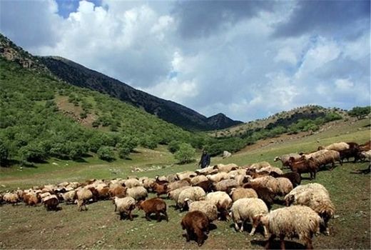 پروانه چرای دام تمدید شد