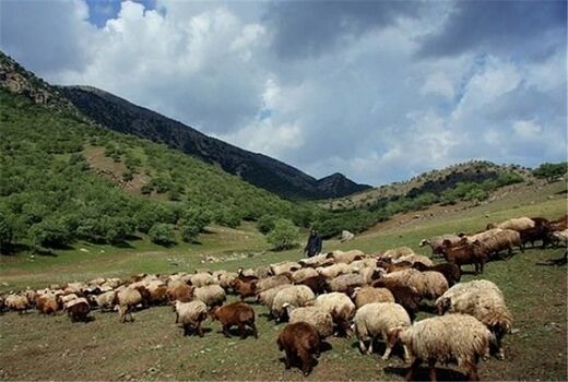 دامداران استان سمنان نسبت به تمدید پروانه چرای دام  اقدام کنند