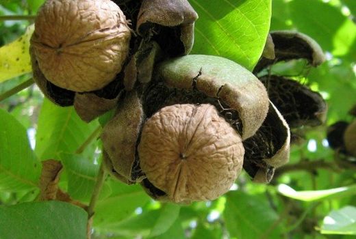 پیش بینی تولید تنها 300 تن گردو در نی ریز