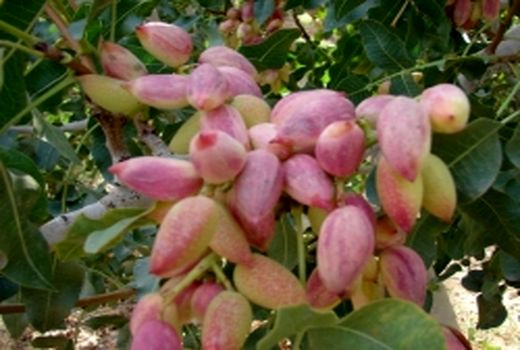 پیش‌بینی برداشت ۲۳۱۰ تن پسته از باغات شاهرود