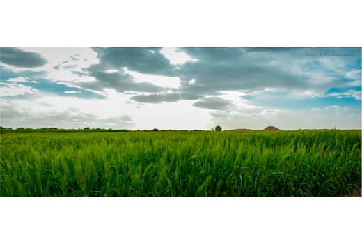 کشت 6600 هکتاری گندم و جو در طرح جهش تولید در دیمزارهای بهشهر