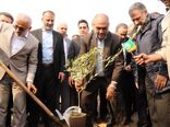 ۳۰۰ میلیون اصله نهال در سال جاری تولید شده است