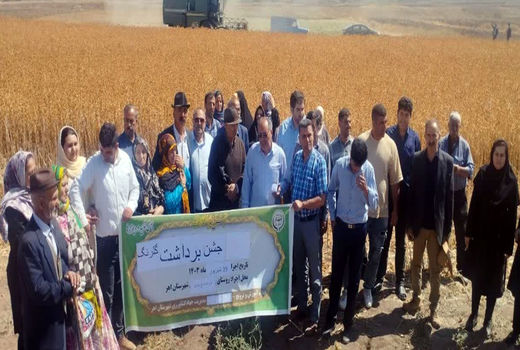 برداشت گلرنگ از 40 هکتار از اراضی شهرستان اهر